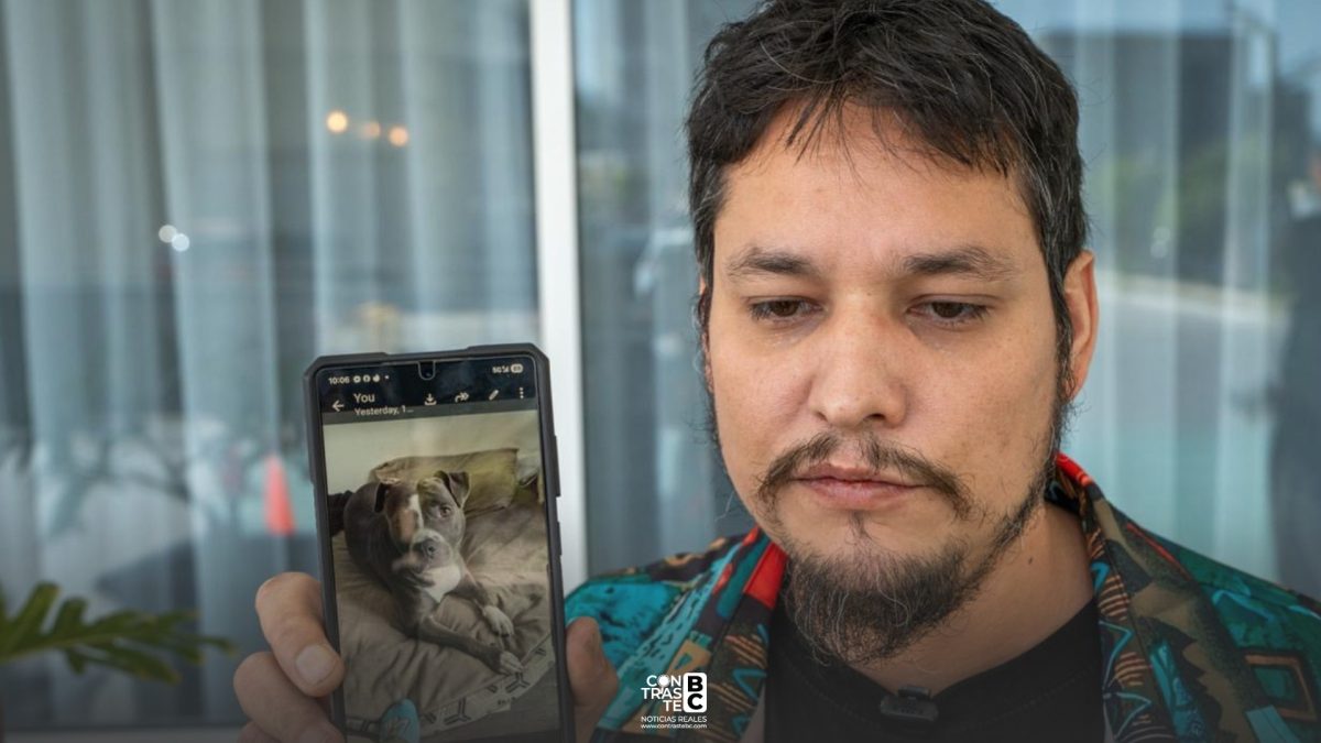 Buscan a “Lola”, perrita extraviada tras escapar en el Aeropuerto de Tijuana