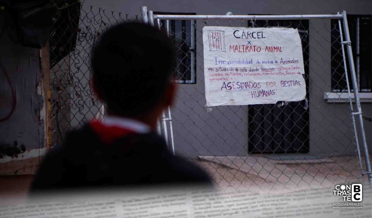 Exigen justicia por “Honey”, perrita asesinada en Mexicali; presunto agresor sigue prófugo